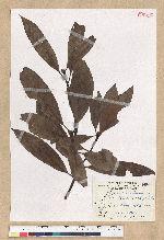 Machilus zuihoensis Hayata var. mushaensis (Lu) Y. C. Liu 青葉楠(霧社楨楠)
