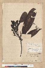 Machilus zuihoensis Hayata 香楠