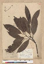Machilus zuihoensis Hayata 香楠