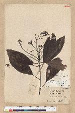 Machilus zuihoensis Hayata 香楠