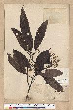 Machilus zuihoensis Hayata 香楠