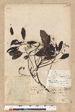 Machilus zuihoensis Hayata 香楠