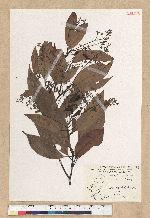 Machilus zuihoensis Hayata 香楠