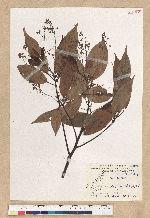 Machilus zuihoensis Hayata 香楠