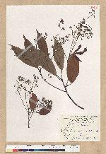 Machilus zuihoensis Hayata 香楠