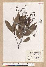 Machilus zuihoensis Hayata 香楠
