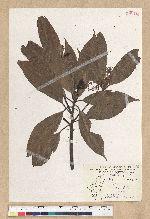 Machilus zuihoensis Hayata var. mushaensis (Lu) Y. C. Liu 青葉楠(霧社楨楠)