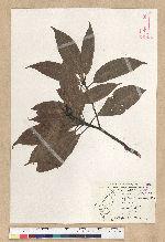 Machilus zuihoensis Hayata var. mushaensis (Lu) Y. C. Liu 青葉楠(霧社楨楠)