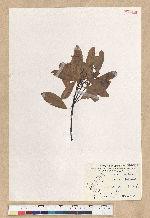 Machilus zuihoensis Hayata 香楠