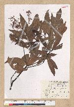 Machilus zuihoensis Hayata 香楠