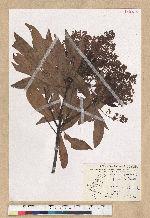 Machilus zuihoensis Hayata 香楠