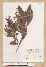 Machilus zuihoensis Hayata 香楠