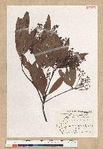 Machilus zuihoensis Hayata 香楠