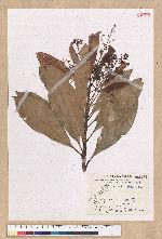 Machilus japonica Siebold et Zucc. var. kusanoi (Hayata) Liao 大葉楠