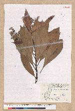 Machilus japonica Siebold et Zucc. var. kusanoi (Hayata) Liao 大葉楠