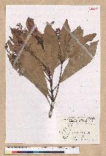 Machilus japonica Siebold et Zucc. var. kusanoi (Hayata) Liao 大葉楠