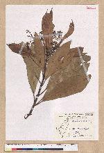 Machilus japonica Siebold et Zucc. var. kusanoi (Hayata) Liao 大葉楠