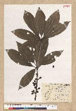Machilus japonica Siebold et Zucc. var. kusanoi (Hayata) Liao 大葉楠