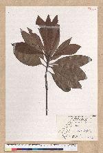 Machilus japonica Siebold et Zucc. var. kusanoi (Hayata) Liao 大葉楠
