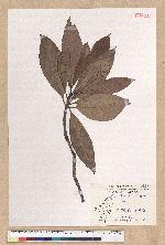 Machilus japonica Siebold et Zucc. var. kusanoi (Hayata) Liao 大葉楠