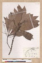Machilus japonica Siebold et Zucc. var. kusanoi (Hayata) Liao 大葉楠