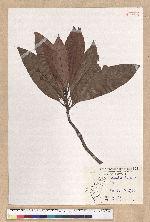 Machilus japonica Siebold et Zucc. var. kusanoi (Hayata) Liao 大葉楠