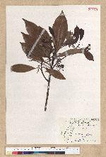Machilus thunbergii Siebold & Zucc. 紅楠(豬腳楠)