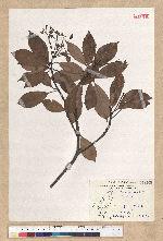 Machilus thunbergii Siebold & Zucc. 紅楠(豬腳楠)