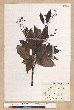 Machilus thunbergii Siebold & Zucc. 紅楠(豬腳楠)
