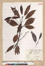 Machilus thunbergii Siebold & Zucc. 紅楠(豬腳楠)