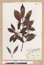 Machilus thunbergii Siebold & Zucc. 紅楠(豬腳楠)