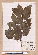 Cinnamomum kotoense Kanehira & Sasaki 蘭嶼肉桂