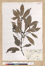 Machilus psendolongifolia Hayata 假長葉楠