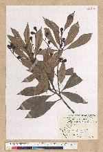 Machilus philippinense Merr. 菲律賓楠