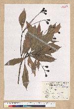 Machilus philippinense Merr. 菲律賓楠