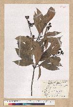 Machilus philippinense Merr. 菲律賓楠