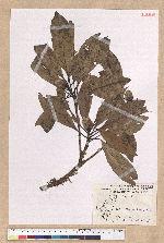 Machilus sp.