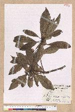 Machilus sp.