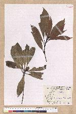 Machilus sp.