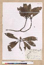 Machilus sp.