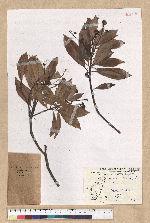 Machilus thunbergii Siebold & Zucc. 紅楠(豬腳楠)