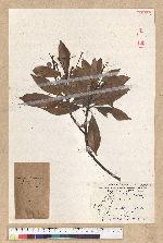 Machilus thunbergii Siebold & Zucc. 紅楠(豬腳楠)