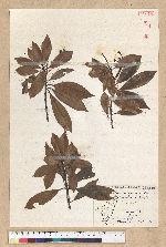 Machilus thunbergii Siebold & Zucc. 紅楠(豬腳楠)