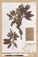 Machilus thunbergii Siebold & Zucc. 紅楠(豬腳楠)