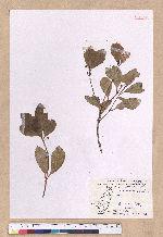 Cinnamomum reticulatum Hayata 土樟