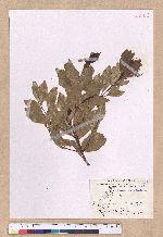 Cinnamomum reticulatum Hayata 土樟