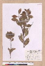 Cinnamomum reticulatum Hayata 土樟