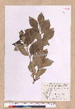 Cinnamomum reticulatum Hayata 土樟