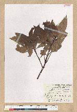 Machilus zuihoensis Hayata var. mushaensis (Lu) Y. C. Liu 青葉楠(霧社楨楠)