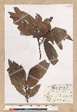 Machilus zuihoensis Hayata var. mushaensis (Lu) Y. C. Liu 青葉楠(霧社楨楠)